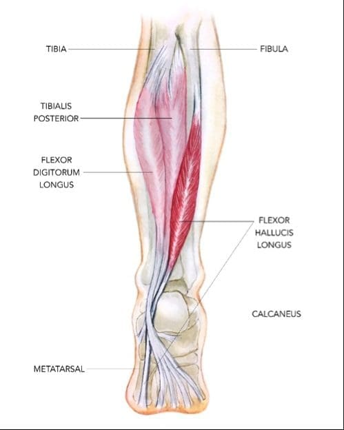 Physiotherapist Assessing FHL Tendinopathy – Foot and Ankle Examination Physiotherapist assessing FHL tendinopathy with foot and ankle clinical testing